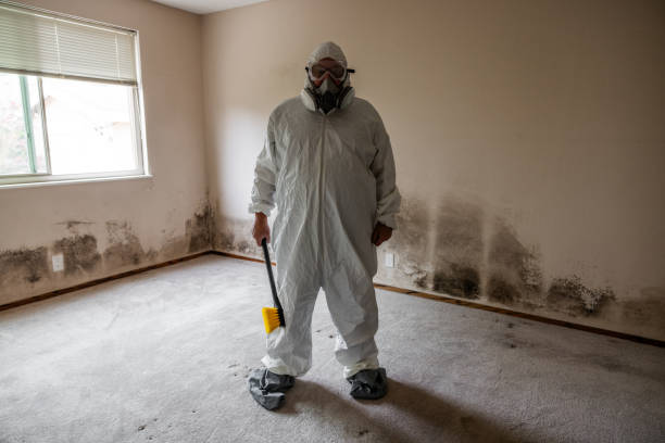 Best Mold Damage Restoration  in Avonia, PA